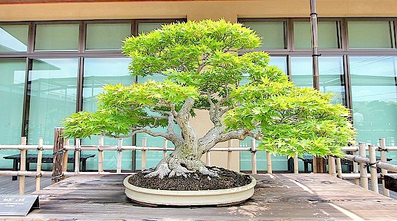 bonsai-richtig-schneiden