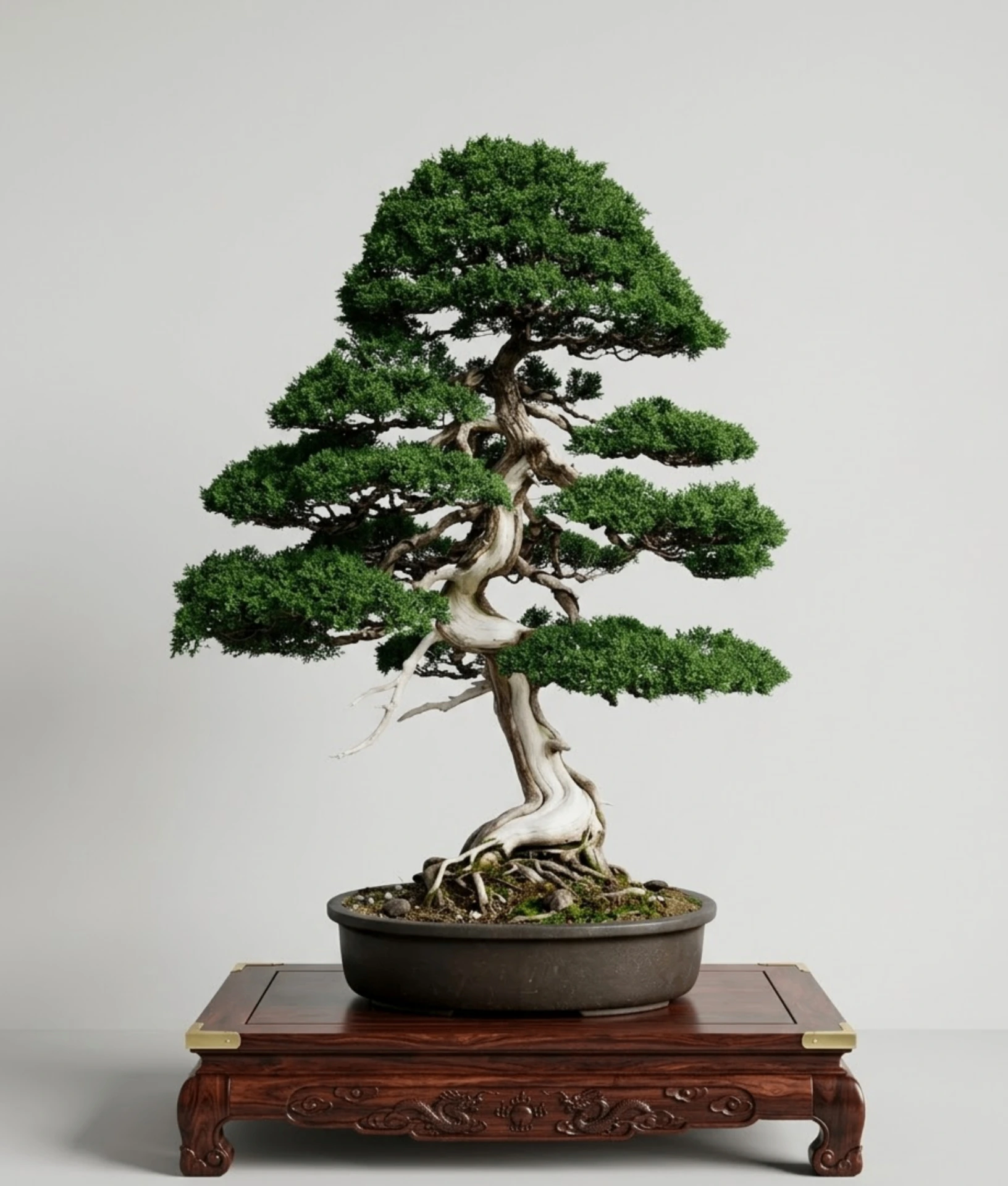 ber uns | Bonsai.org  Expertise & Legacy seit 1996