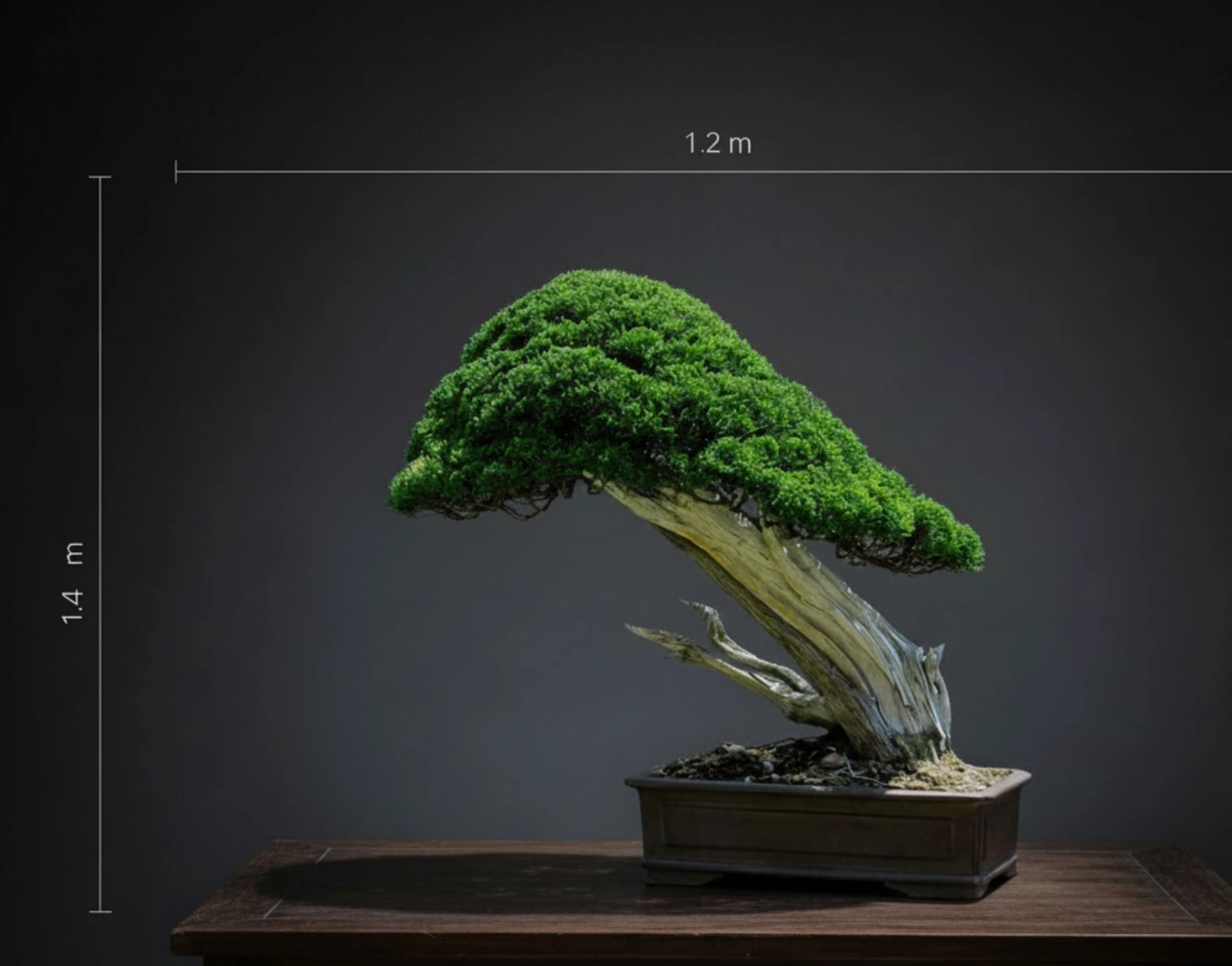 bonsai ficus elastica Ficus Elastica Robusta 'Rubber Tree' – Plant Studio LLC main image 1