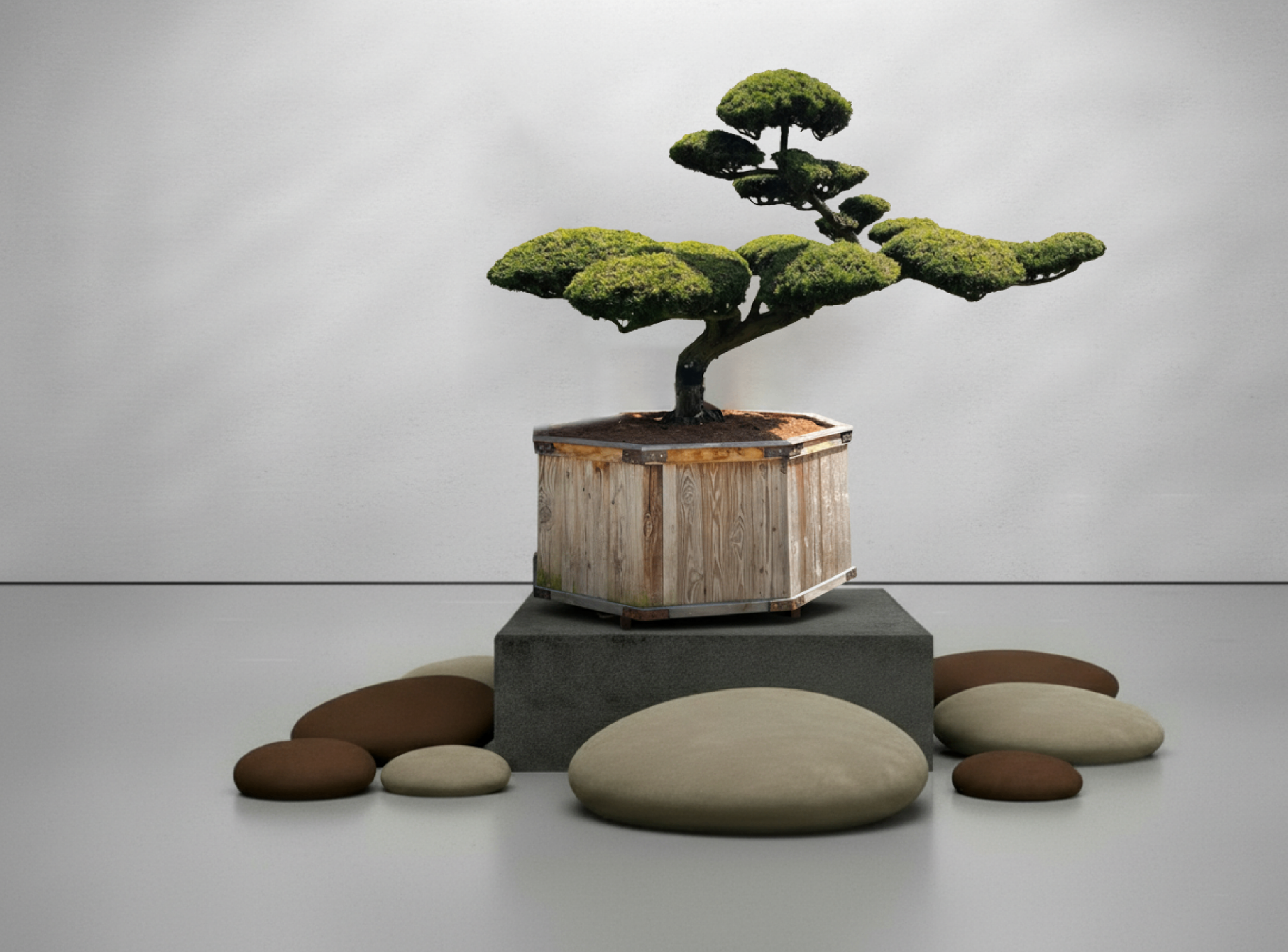 Bonsai.org  Bonsai kaufen im Bonsai Shop | Exklusive Unikate & Solitre