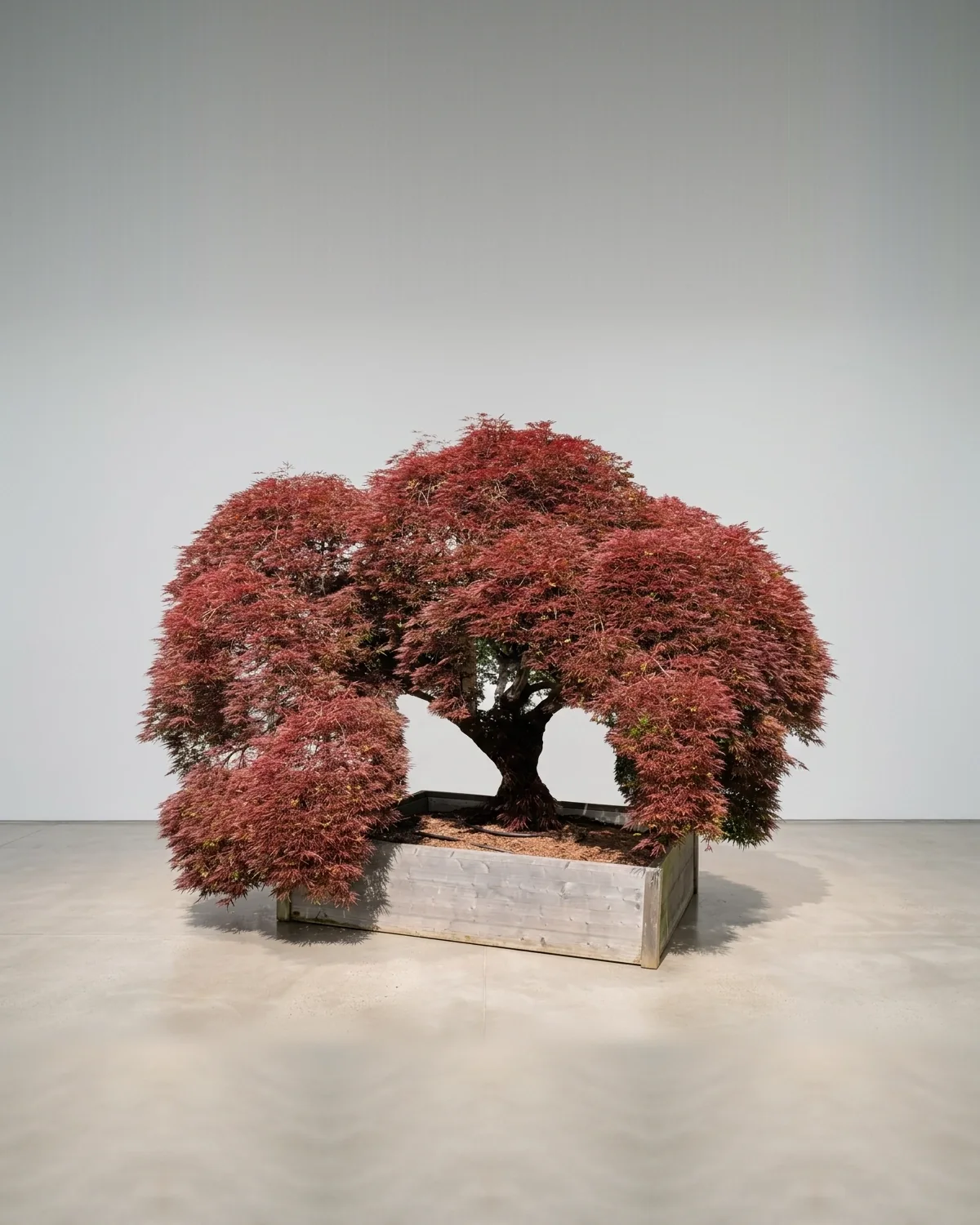 Solitärbaum kaufen: Acer palmatum dissectum 'Garnet' Nr. 2 – roter Schlitzahorn mit breit kaskadierender Krone für Wasser- und Kiesgärten