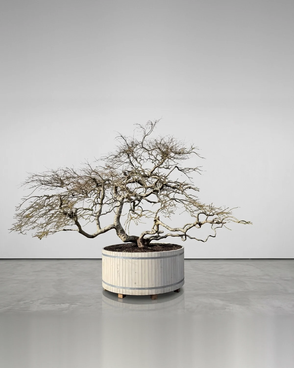 Solitärbaum kaufen: Acer palmatum 'Dissectum' Roter Schlitzahorn Nr. 6 – kuppelförmige Krone mit dunkelrotem Herbstlaub