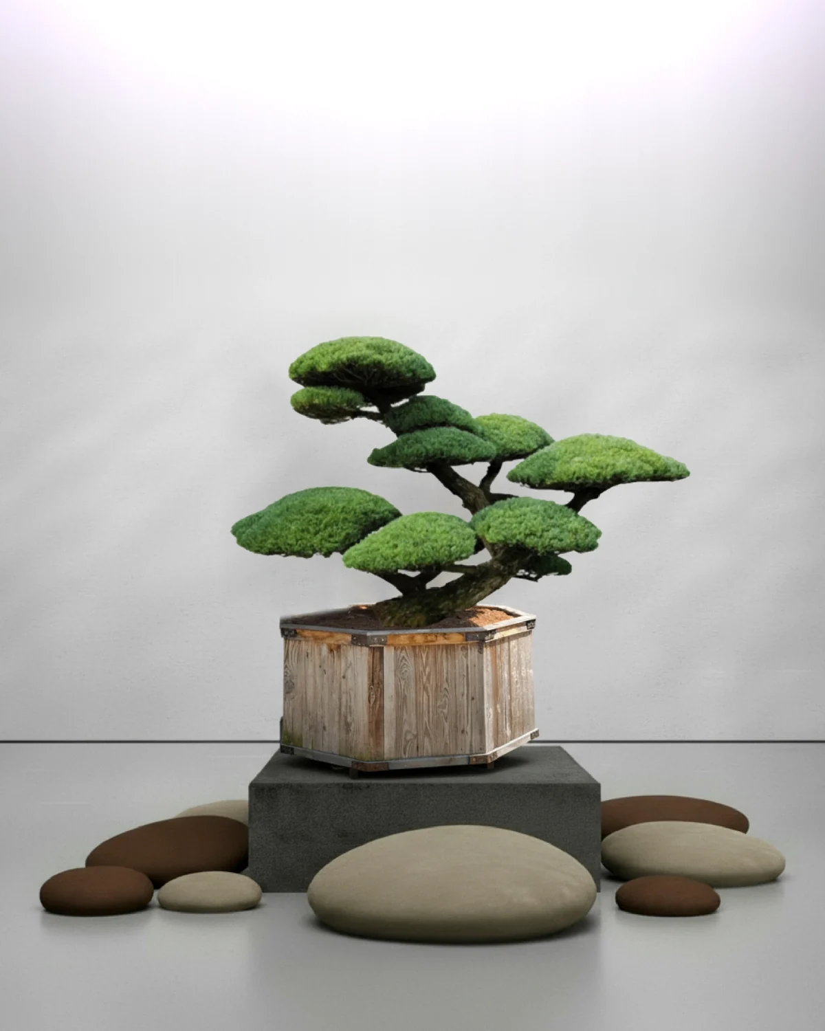 Gartenbonsai kaufen: Pinus parviflora Nr. 11 – breit gewachsenes Formgehölz als ruhendes Zentrum im Kiesbeet