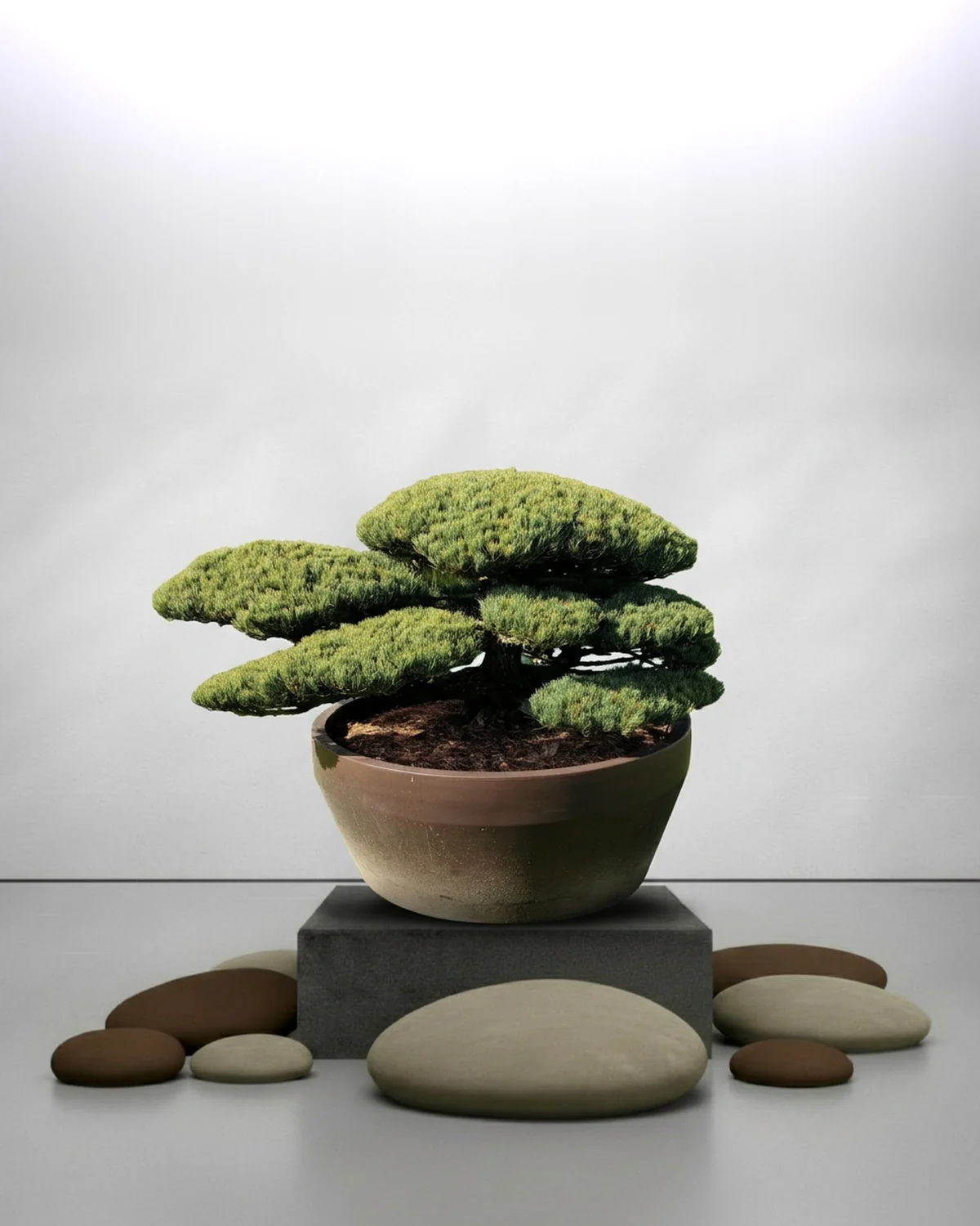 Gartenbonsai kaufen: Pinus parviflora Nr. 12 – japanische Mädchenkiefer mit dynamisch geschwungenem Stammverlauf
