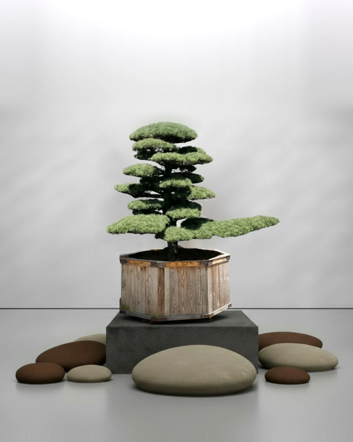 Gartenbonsai kaufen: Pinus parviflora Nr. 15 – kraftvolle Mädchenkiefer mit weit gefächerter Astführung