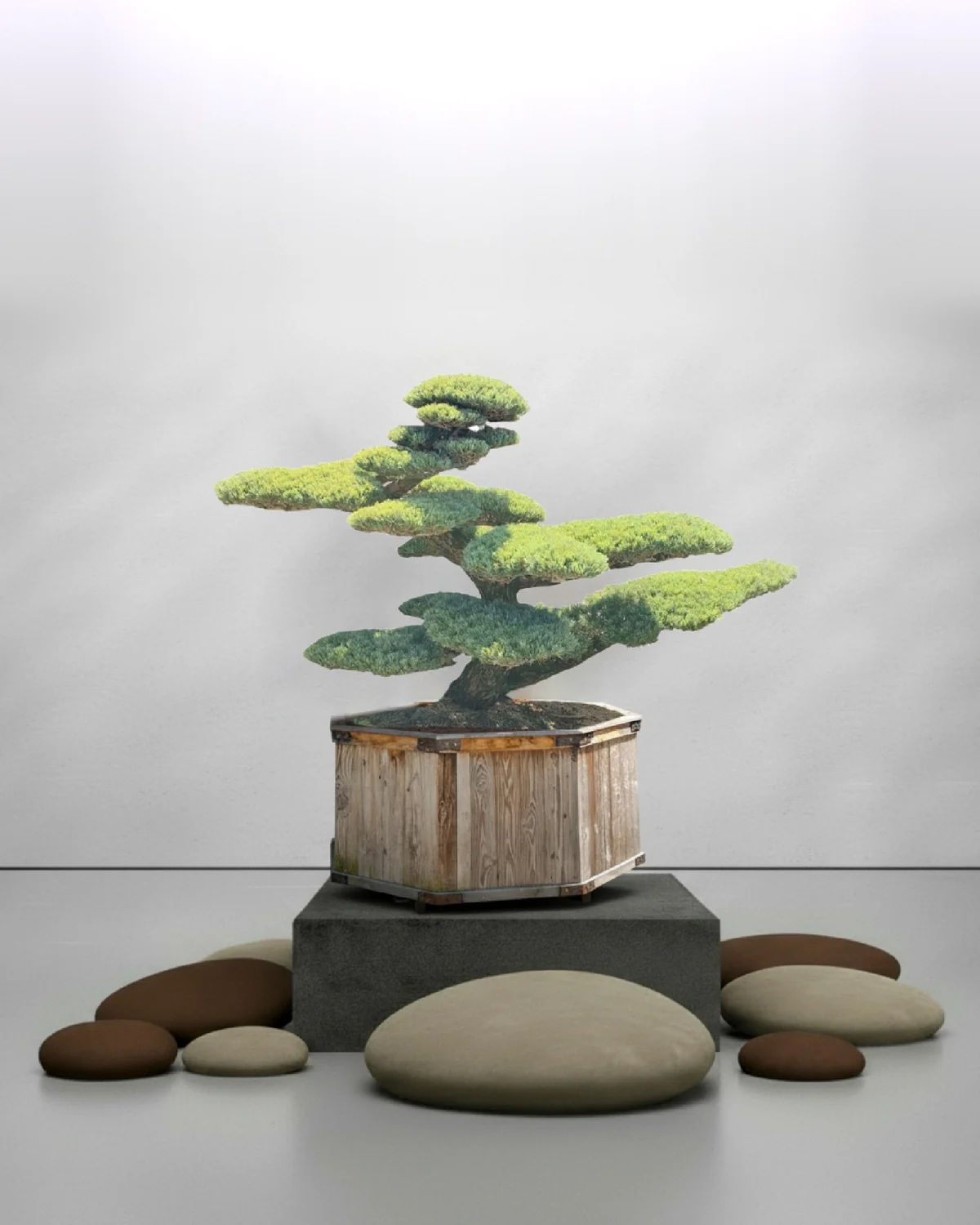Gartenbonsai kaufen: Pinus parviflora Nr. 16 – Mädchenkiefer mit dichter, tief angesetzter Bewolkung für windgeschützte Lagen
