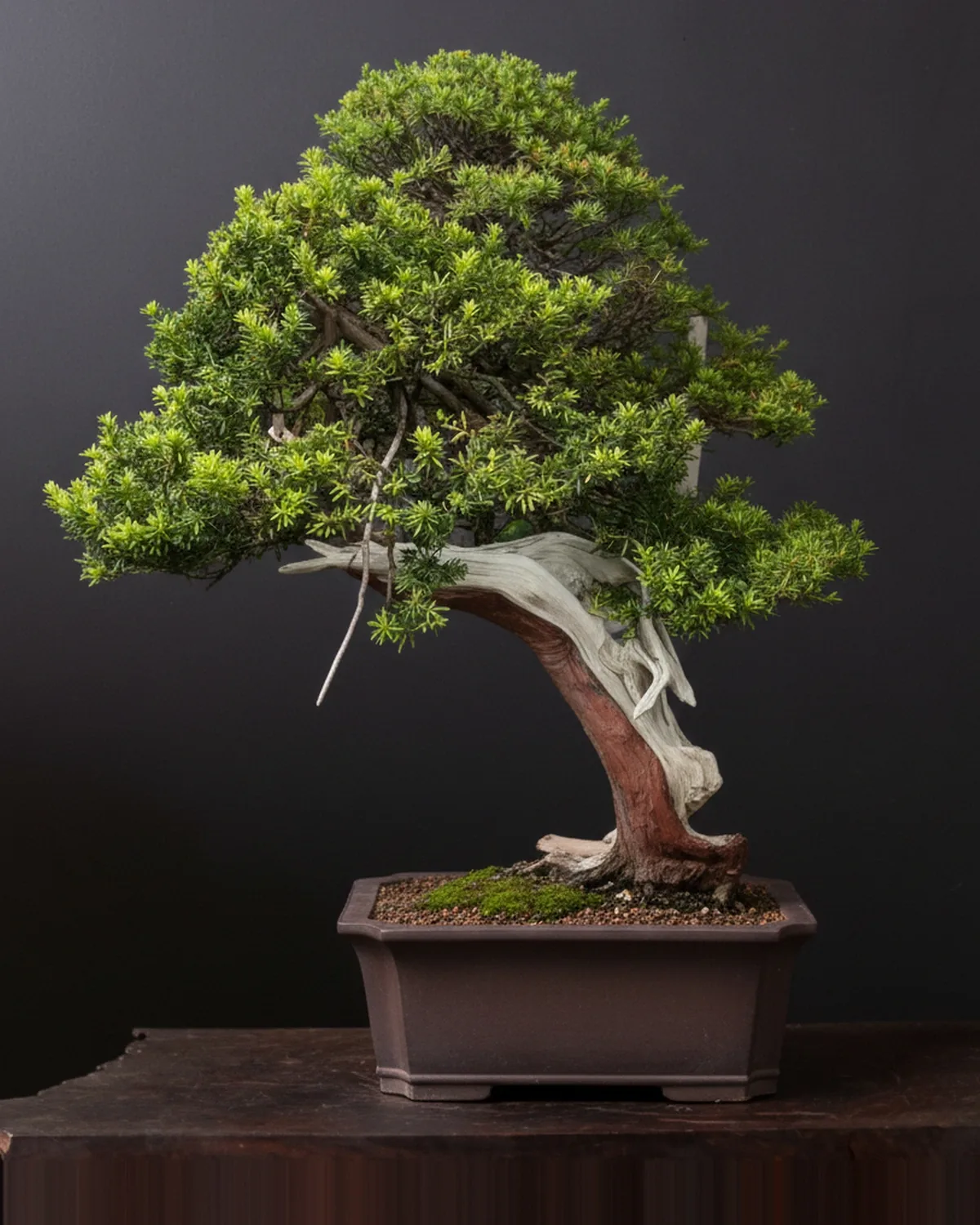 Gartenbonsai kaufen: Taxus cuspidata Nr. 2 – japanische Eibe mit dicht geschnittenen Wolkenformen, immergrün