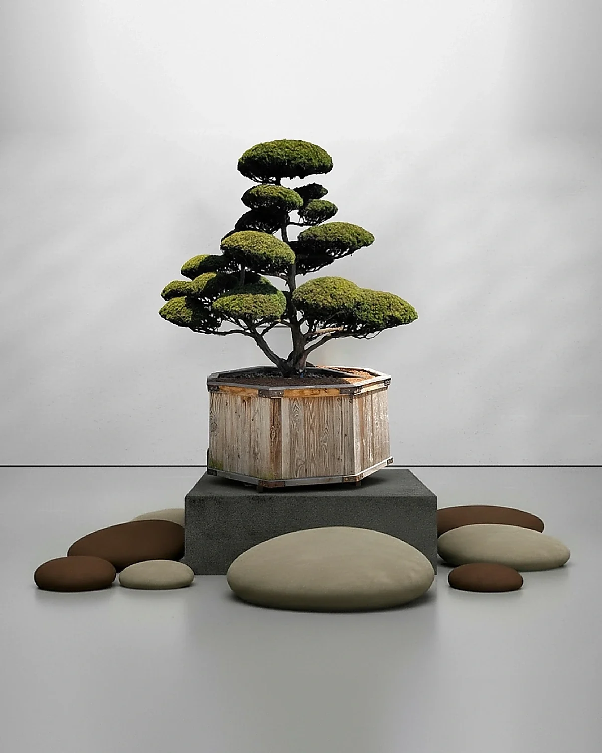 Gartenbonsai kaufen: Taxus cuspidata Nr. 3 – mehrstämmige japanische Eibe mit tiefgrüner Benadelung für schattige Lagen