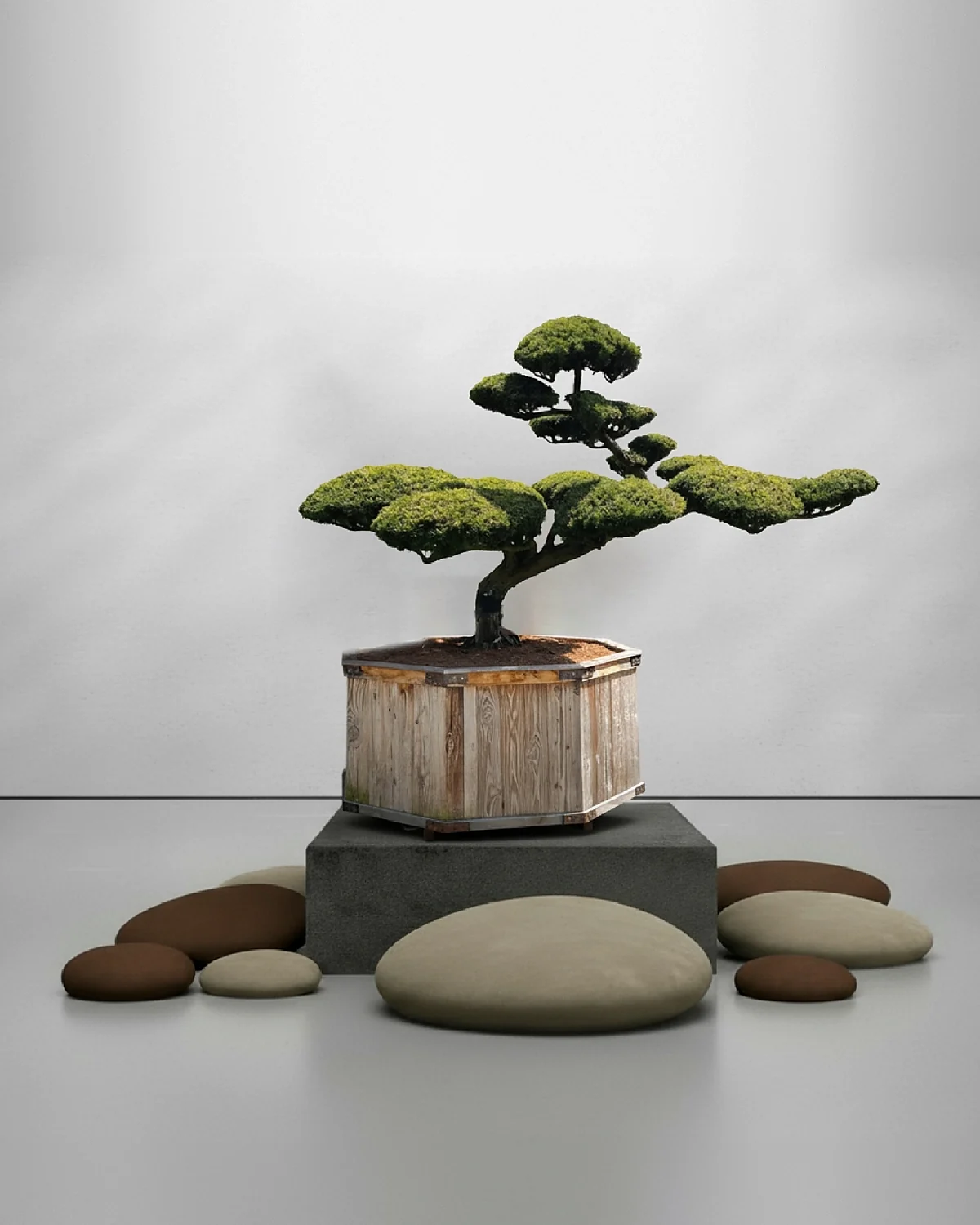 Gartenbonsai kaufen: Taxus cuspidata Nr. 4 – kompakte japanische Eibe als immergrüne Skulptur für Eingangsbereiche