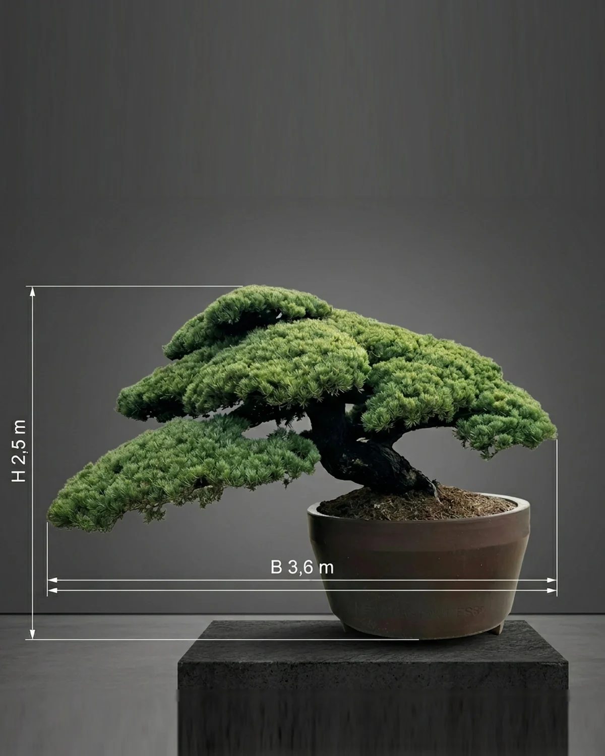 pinus-parviflora-maedchenkiefer-bonsai-japanische-maedchenkiefer-pinus-pentaphylla-gartenbonsai-kaufen-japan-kiefer-kaufen-japanische-weisskiefer-kaufen-originale-pinus-parviflora-kaufen-aussergeweohnliche-winterharte-baeume-fuer-den-garten-1