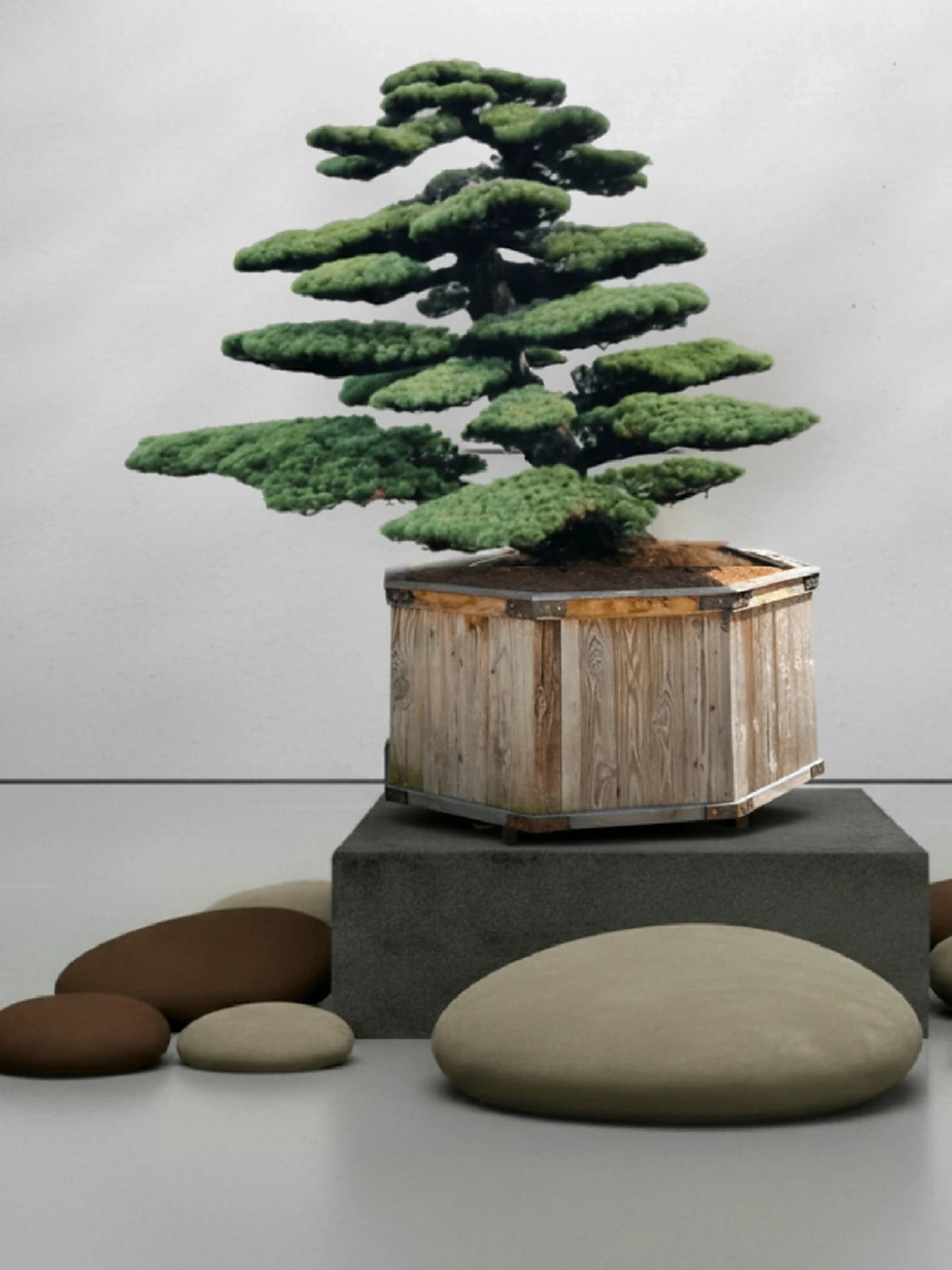 pinus-parviflora-maedchenkiefer-bonsai-japanische-maedchenkiefer-pinus-pentaphylla-gartenbonsai-kaufen-japan-kiefer-kaufen-japanische-weisskiefer-kaufen-originale-pinus-parviflora-kaufen-aussergeweohnliche-winterharte-baeume-fuer-den-garten-14