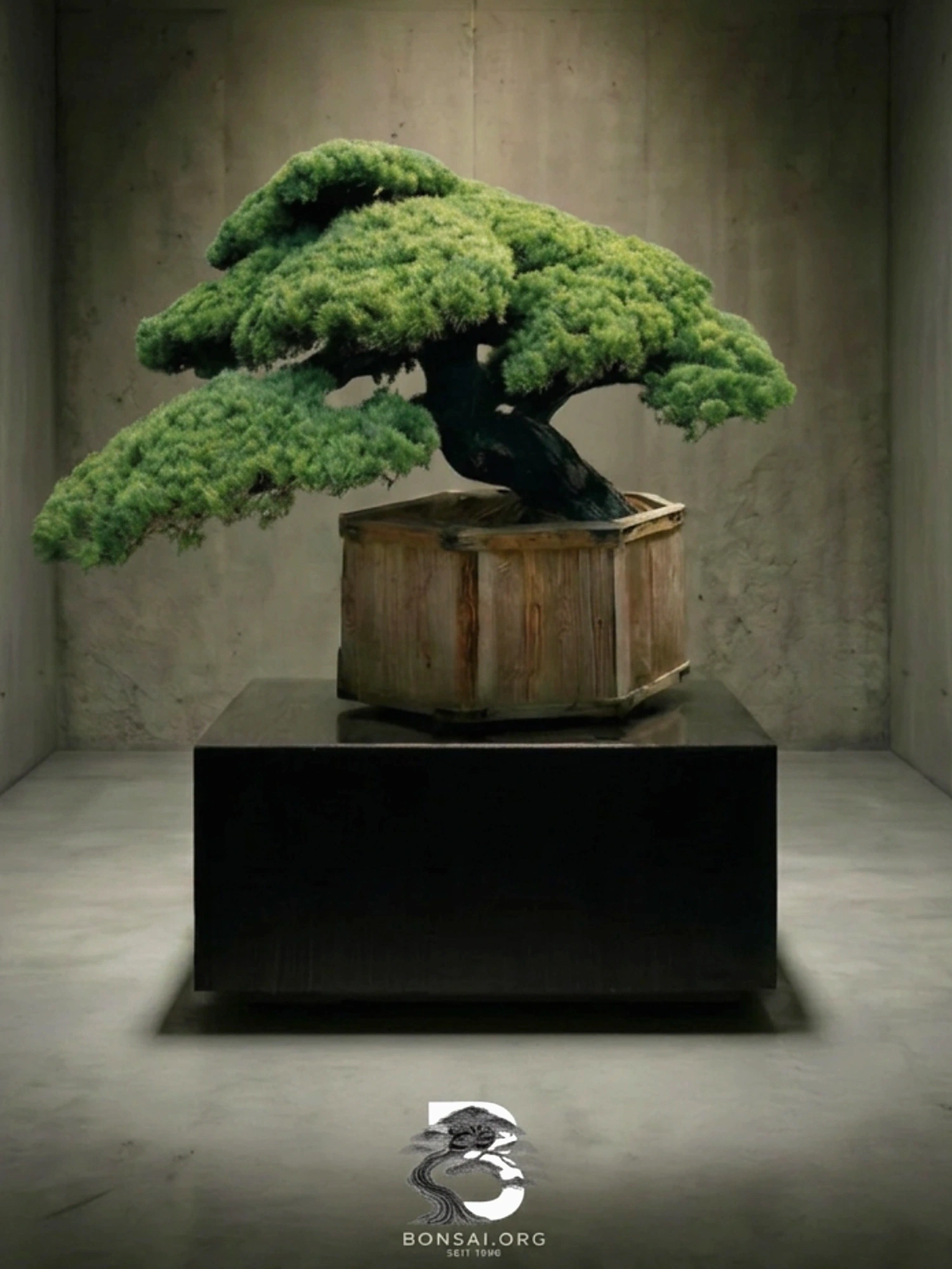 pinus-parviflora-maedchenkiefer-bonsai-japanische-maedchenkiefer-pinus-pentaphylla-gartenbonsai-kaufen-japan-kiefer-kaufen-japanische-weisskiefer-kaufen-originale-pinus-parviflora-kaufen-aussergeweohnliche-winterharte-baeume-fuer-den-garten-15