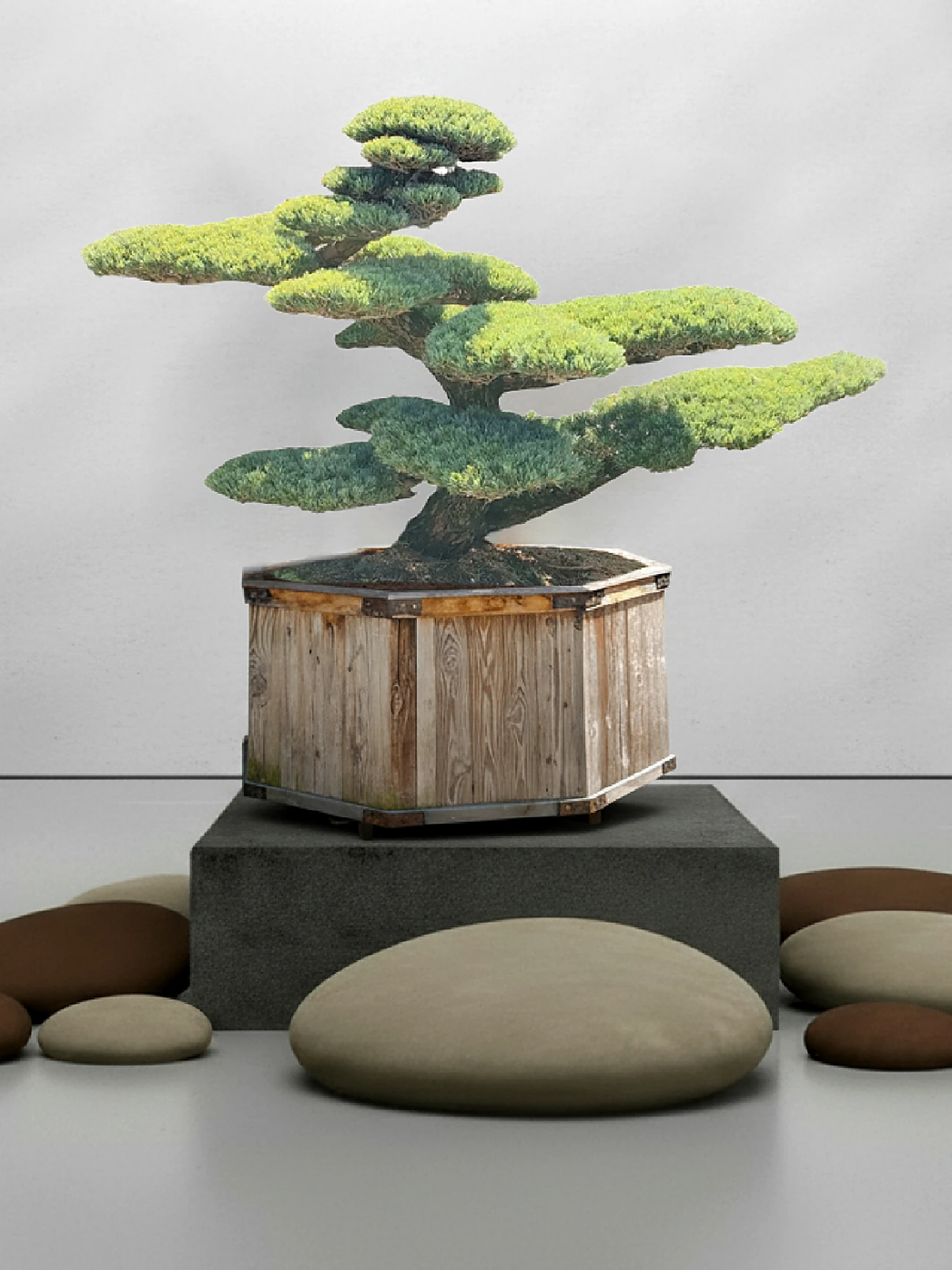 pinus-parviflora-maedchenkiefer-bonsai-japanische-maedchenkiefer-pinus-pentaphylla-gartenbonsai-kaufen-japan-kiefer-kaufen-japanische-weisskiefer-kaufen-originale-pinus-parviflora-kaufen-aussergeweohnliche-winterharte-baeume-fuer-den-garten-18