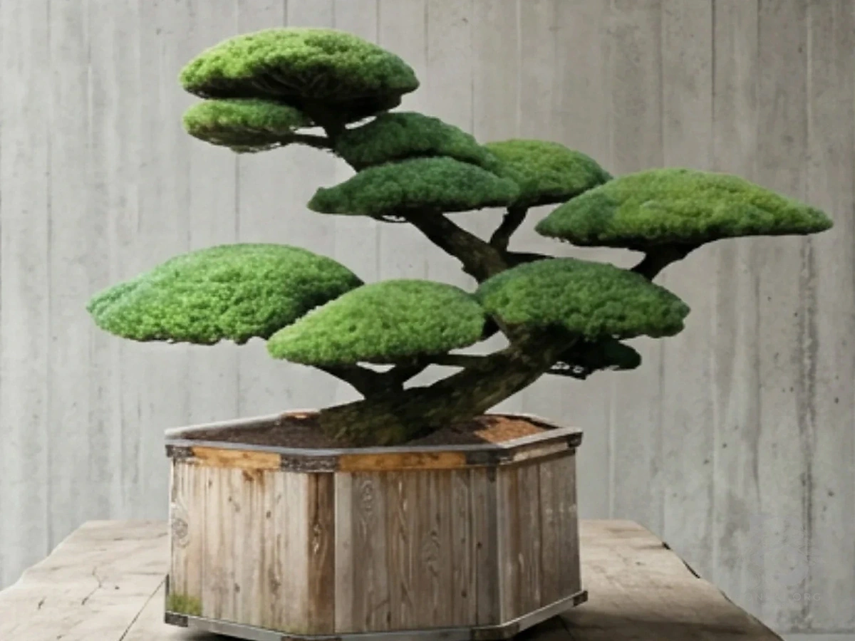 pinus-parviflora-maedchenkiefer-bonsai-japanische-maedchenkiefer-pinus-pentaphylla-gartenbonsai-kaufen-japan-kiefer-kaufen-japanische-weisskiefer-kaufen-originale-pinus-parviflora-kaufen-aussergeweohnliche-winterharte-baeume-fuer-den-garten-19