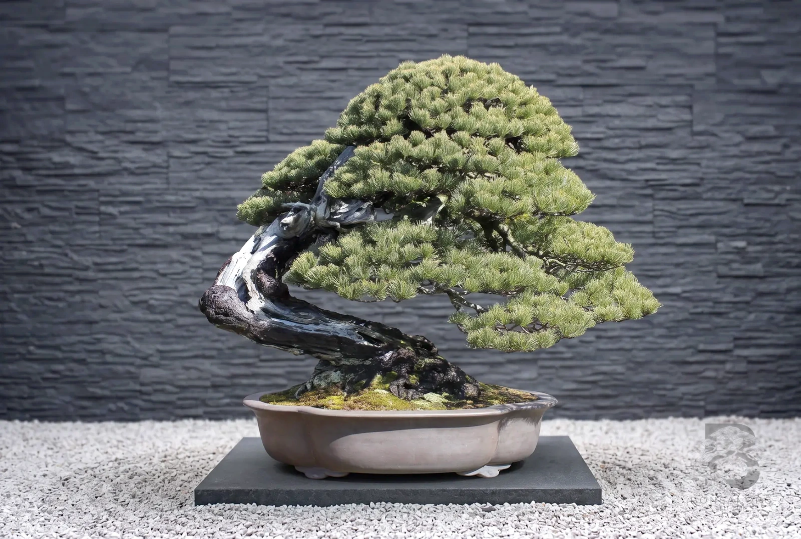 pinus-parviflora-maedchenkiefer-bonsai-japanische-maedchenkiefer-pinus-pentaphylla-gartenbonsai-kaufen-japan-kiefer-kaufen-japanische-weisskiefer-kaufen-originale-pinus-parviflora-kaufen-aussergeweohnliche-winterharte-baeume-fuer-den-garten-21
