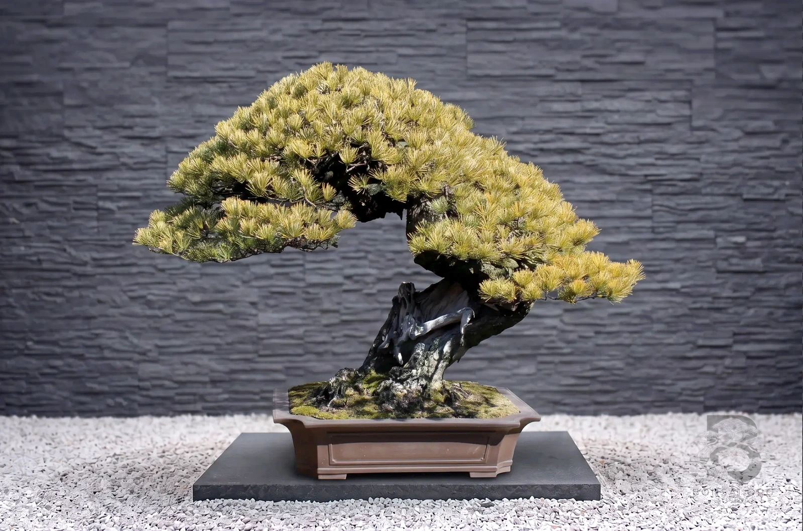 pinus-parviflora-maedchenkiefer-bonsai-japanische-maedchenkiefer-pinus-pentaphylla-gartenbonsai-kaufen-japan-kiefer-kaufen-japanische-weisskiefer-kaufen-originale-pinus-parviflora-kaufen-aussergeweohnliche-winterharte-baeume-fuer-den-garten-22