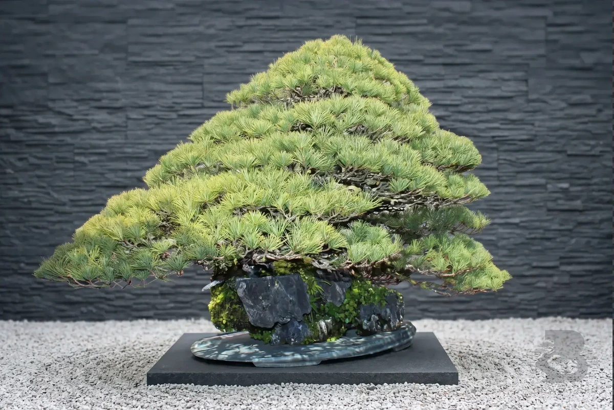 pinus-parviflora-maedchenkiefer-bonsai-japanische-maedchenkiefer-pinus-pentaphylla-gartenbonsai-kaufen-japan-kiefer-kaufen-japanische-weisskiefer-kaufen-originale-pinus-parviflora-kaufen-aussergeweohnliche-winterharte-baeume-fuer-den-garten-23