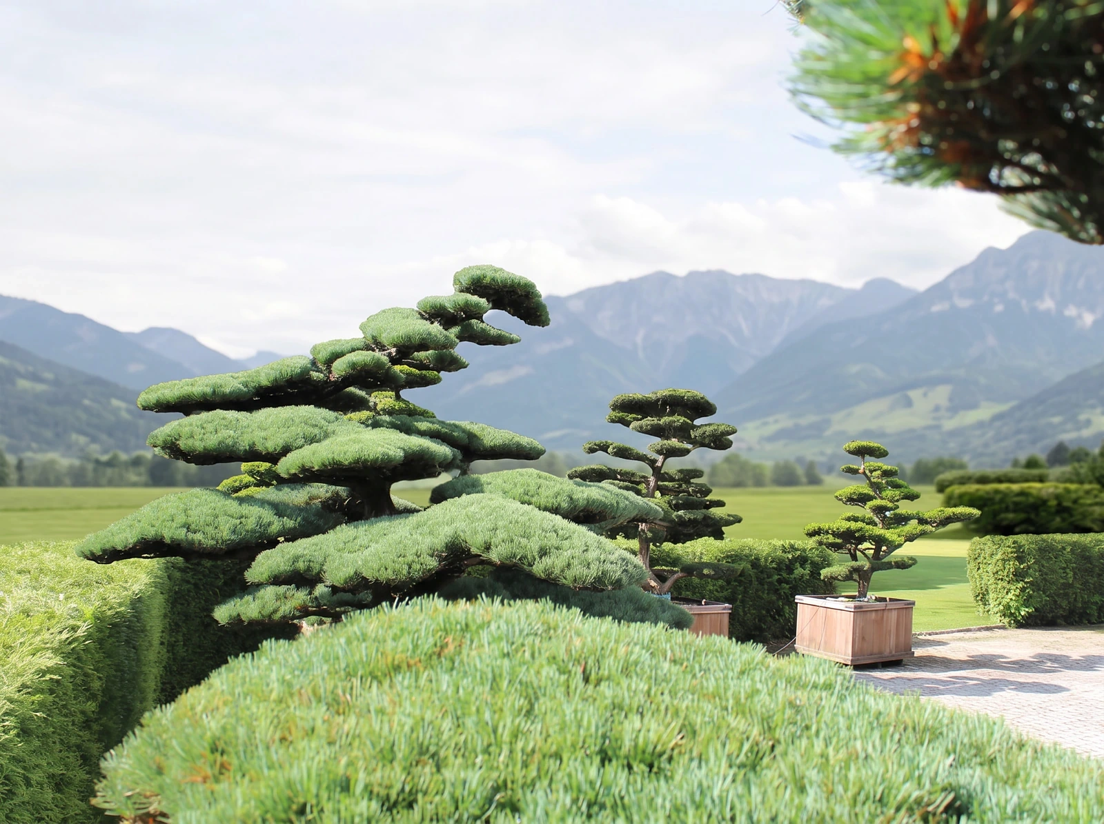 wie-sieht-eine-echte-maedchenkiefer-pinus-parviflora-aus-pinus-parviflora-maedchenkiefer-bonsai-japanische-maedchenkiefer-pinus-pentaphylla-gartenbonsai-kaufen-originale-pinus-parviflora-kaufen-20